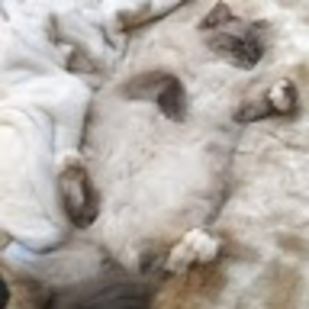 Meet your Posher, Cooper